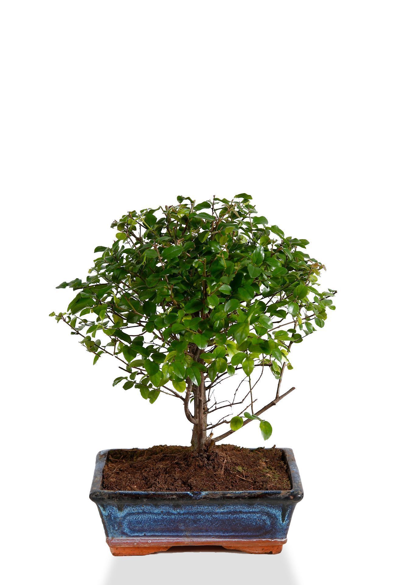 Бонсай микс в керамике 20/45 см