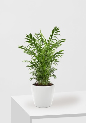 Хамедорея Элеганс 17/60 см в CLASSICO LS 21, белый блестящий