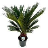 Цикас Революта 14+ листьев d19 см h70 см тип 2