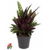 Калатея Лансифолия d27 см h70 см