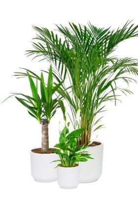 Набор для озеленения офиса № 3 (Спатифиллум, Юкка, Хризалидокарпус) Набор для озеленения офиса № 3 (Спатифиллум, Юкка, Хризалидокарпус)