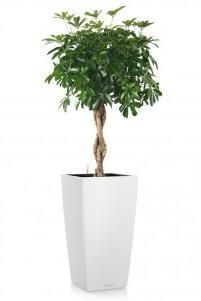 Шеффлера Косичка в CUBICO 30/140 см, Белый Шеффлера Косичка в CUBICO 30/140 см, Белый