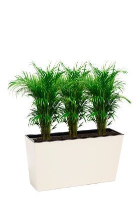 Хризалидокарпус 17/100 см в Werbena