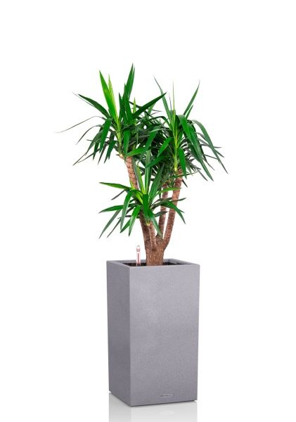 Юкка бранч 31/150 см в CANTO STONE HIGH 40