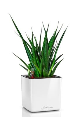 Сансевиерия Кирки 12/37 см в CUBE GLOSSY 14, белый блестящий