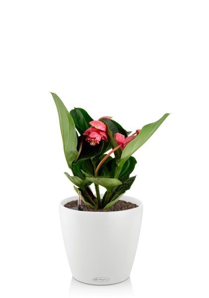 Мединилла 14/45 см в CLASSICO 18