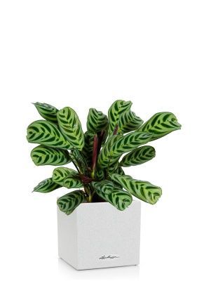 Ктенанта в CANTO STONE 14, Песочный белый