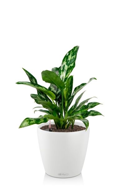 Аглаонема Мария 15/35 в CLASSICO 18