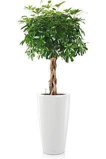 Шеффлера переплетенная RONDO 40/190 см, белый блестящий Шеффлера переплетенная RONDO 40/190 см, белый блестящий