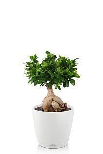 Фикус бонсай CLASSICO 21/45 см, белый Фикус бонсай CLASSICO 21/45 см, белый