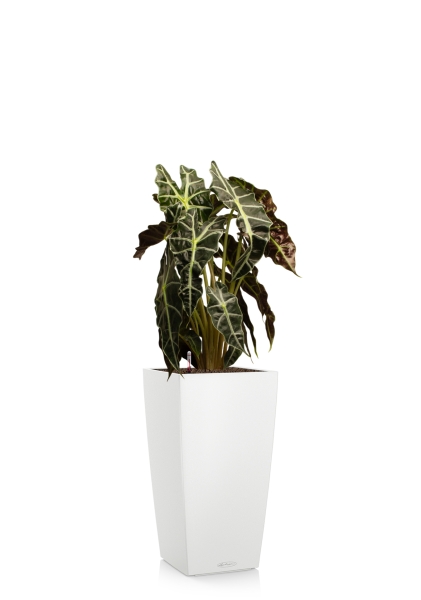 Алоказия Полли 17/50 см в CUBICO COLOR 22