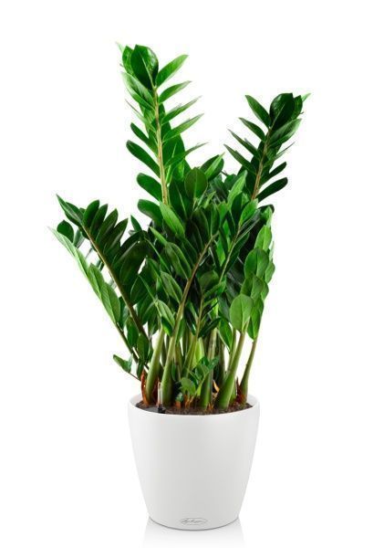 Замиокулькас 21/80 см в CLASSICO COLOR 21