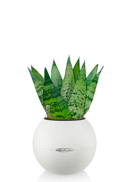 Сансевиерия Зейланика Фан 12/35 см в PURO 20