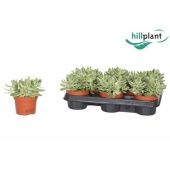 Крассула Swaziensis вариегатная d10.5 см h15 см Крассула Swaziensis вариегатная d10.5 см h15 см