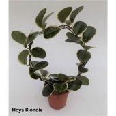 Хойя Blondie d12 см h45 см Хойя Blondie d12 см h45 см