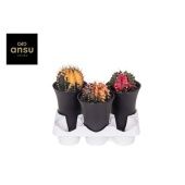 Гимно Кактус вариегатный d12 см h19 см Гимно Кактус вариегатный d12 см h19 см