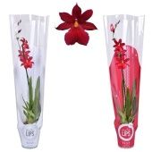 Орхидея Камбрия Нелли красная 1 ствол d12 см h55 см