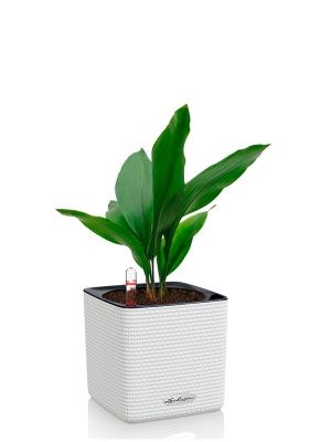 Аспидистра Элатиор 13/50 см в CUBE COLOR 16, белый Аспидистра Элатиор 13/50 см в CUBE COLOR 16, белый
