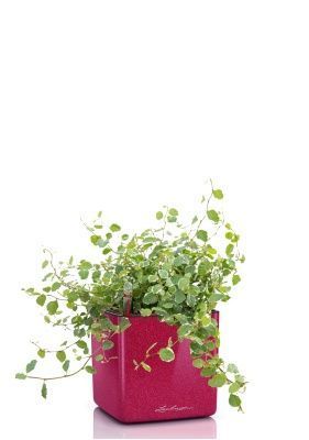 Фикус Пумила в CUBE GLOSSY KISS 14, вишнево розовый блестящий