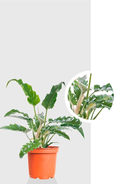 Филодендрон Нарроу 19/55 см