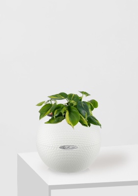 Филодендрон Бразил 12/20 см в PURO 20