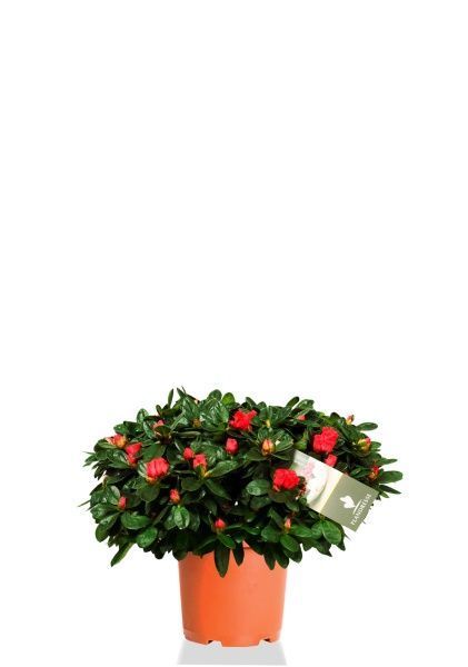 Азалия Фландрес красная 14/32,5 см