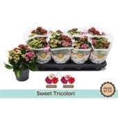 Каланхоэ Rosalina Tricolori d12 см h24 см