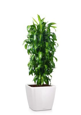Драцена Гавайская бранч 30/160 см в QUADRO LS 35, белый блестящий Драцена Гавайская бранч 30/160 см в QUADRO LS 35, белый блестящий