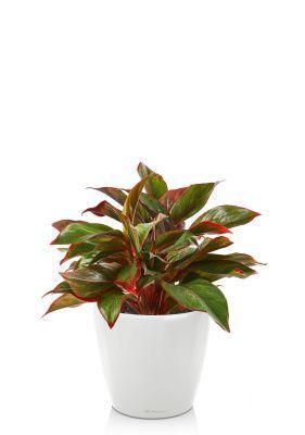 Аглаонема Крит CLASSICO LS 21/40 см, Белый блестящий