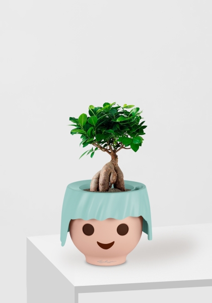 Фикус Микрокарпа 12/30 см в OJO