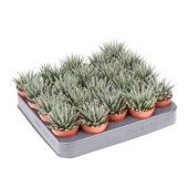 Хавортия Snow White d5.5 см h10 см