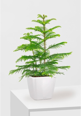 Араукария 19/90 см в QUADRO LS 28, белый блестящий 