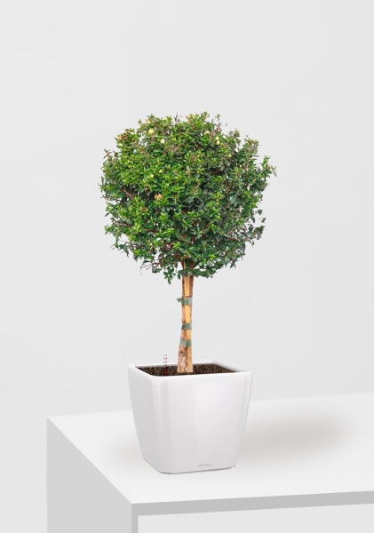 Мирт на стволе 19/75 см в QUADRO LS 21 Мирт на стволе 19/75 см в QUADRO LS 21