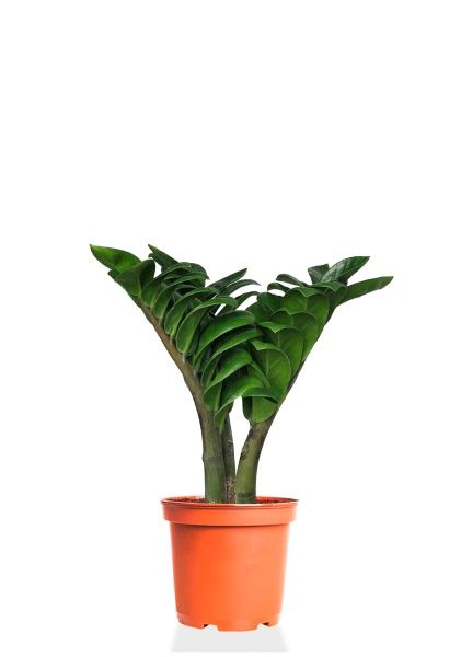 Замиокулькас Зензи 12/30 см