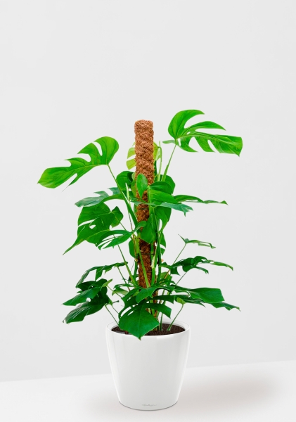 Монстера на опоре 27/130 см в CLASSICO LS 35 Монстера на опоре 27/130 см в CLASSICO LS 35