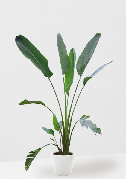 Стрелиция Николай 33/300 см в CLASSICO LS 43 Стрелиция Николай 33/300 см в CLASSICO LS 43