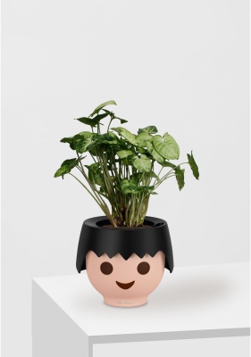 Сингониум Пикси 12/20 см в OJO