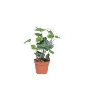 Хедера Хиберника d8.5 см h10 см