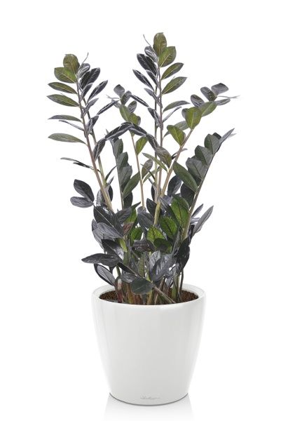 Замиокулькас Равен в CLASSICO LS 28 Замиокулькас Равен в CLASSICO LS 28