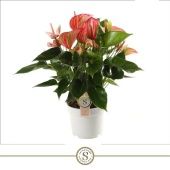 Антуриум Ливиум красный d17 см h55 см Антуриум Ливиум красный d17 см h55 см