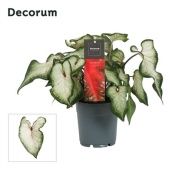 Каладиум белый d12 см h25 см (decorum) Каладиум белый d12 см h25 см (decorum)
