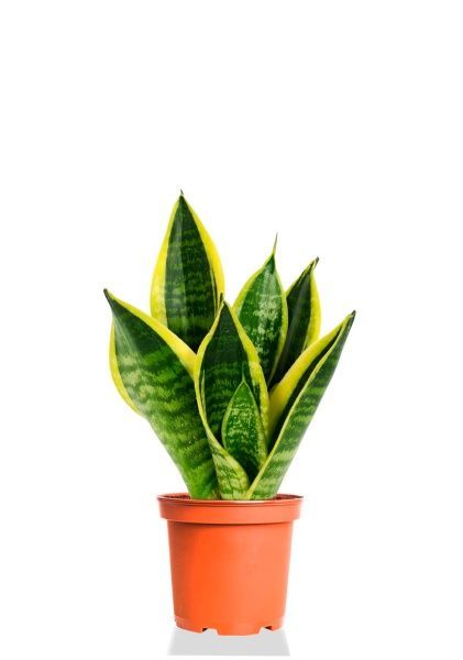 Сансевиерия Футура Суперба 14/40 см