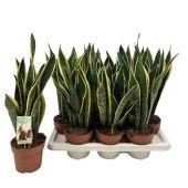 Сансевиерия Лауренти d14 см h45 см тип 2