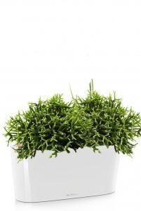 Рипсалис DELTA 20/30 см, Белый блестящий