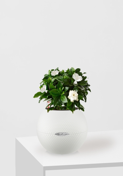 Гардения 12/30 см в PURO 20 Гардения 12/30 см в PURO 20