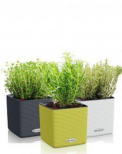 Набор "Пряные травы" в CUBE 14