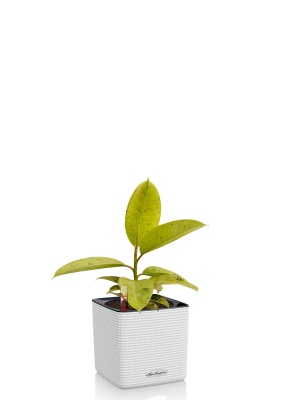 Фикус Эластика Шривериана 12/30 см CUBE COLOR 14, белый Фикус Эластика Шривериана 12/30 см CUBE COLOR 14, белый