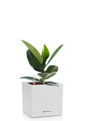 Фикус Эластика Робуста 12/40 см в CANTO STONE 14, песочный белый