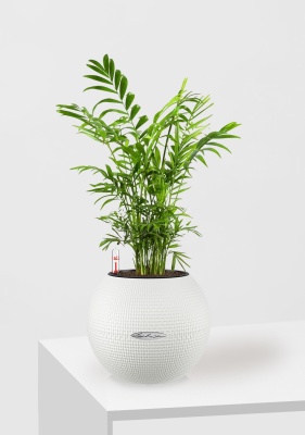 Хамедорея Элеганс 12/45 см в PURO 20