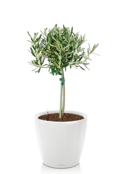 Олива на стволе в CLASSICO LS 21